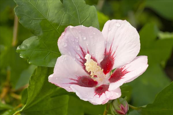 Hibiscus syriacus 'Hamabo'