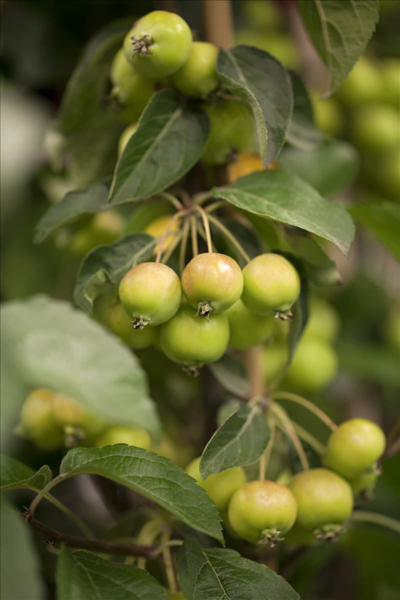 Malus x zumi 'Golden Hornet'
