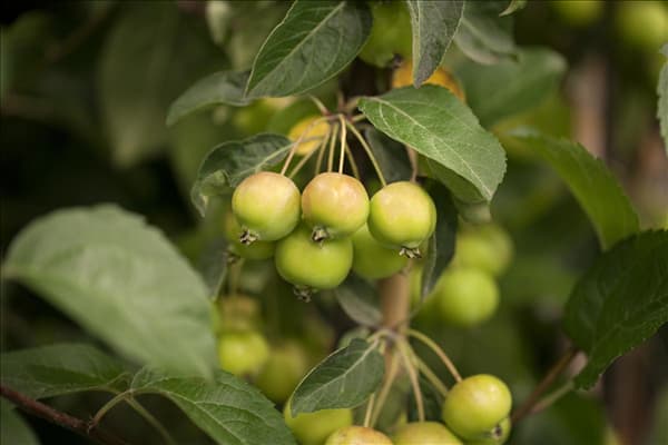 Malus x zumi 'Golden Hornet'