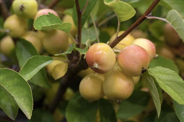Malus x zumi 'Golden Hornet'