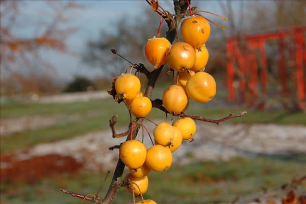 Malus x zumi 'Golden Hornet'
