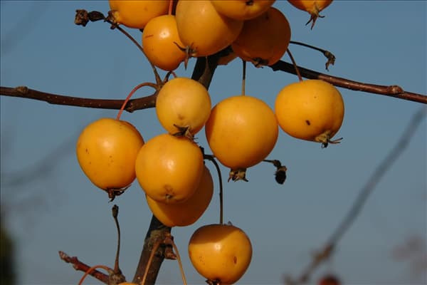 Malus x zumi 'Golden Hornet'