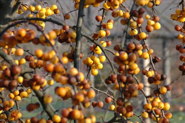 Malus x zumi 'Golden Hornet'