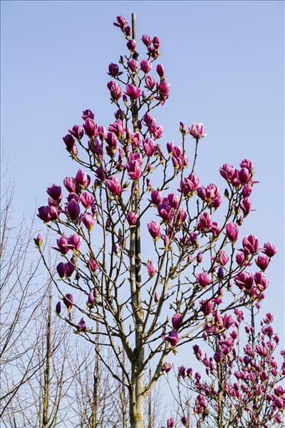 Magnolia 'Advance'