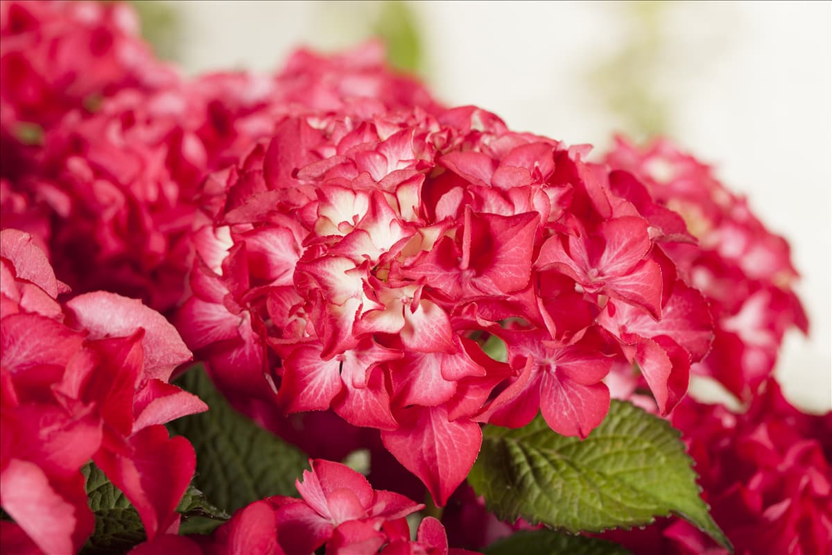 Hydrangea macrophylla 'Selma'