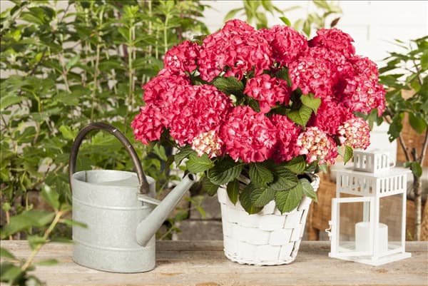 Hydrangea macrophylla 'Selma'