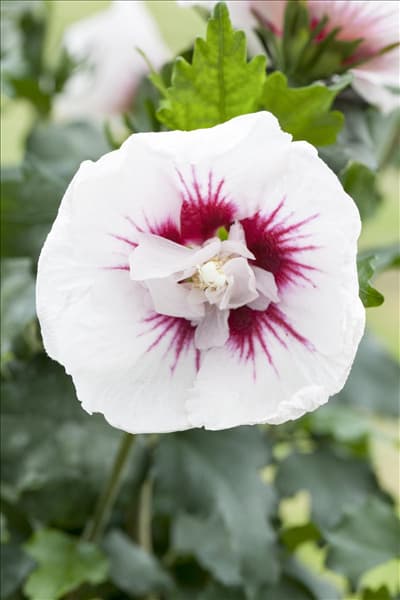 Hibiscus syriacus