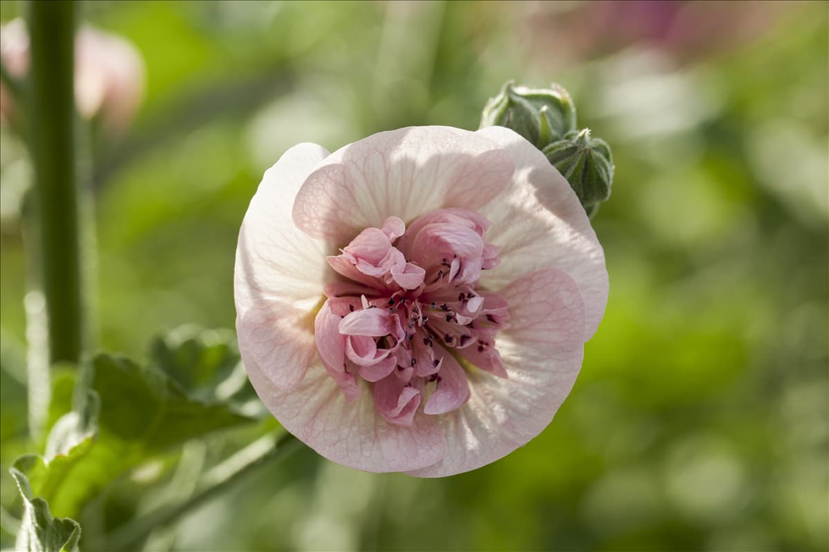 Malva sylvestris 'Freedom'