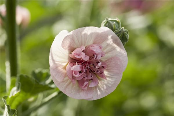 Malva sylvestris 'Freedom'