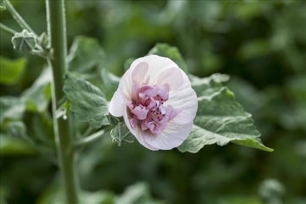 Malva sylvestris