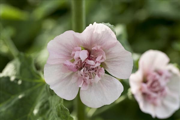 Malva sylvestris