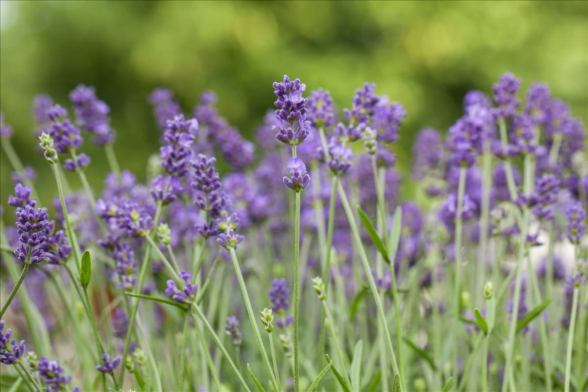 Lavandula angustifolia 'Blue Spirit'