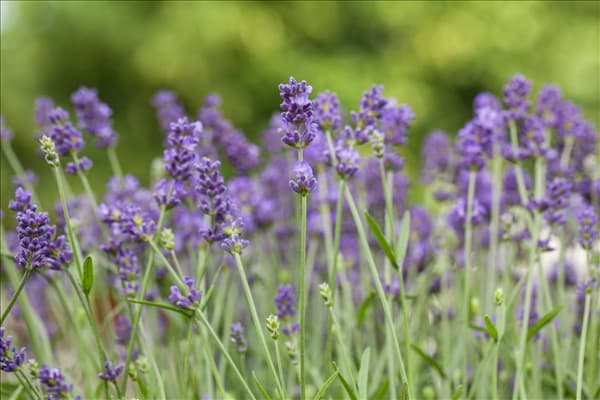 Lavandula angustifolia 'Blue Spirit'