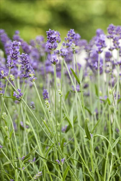 Lavandula angustifolia 'Blue Spirit'