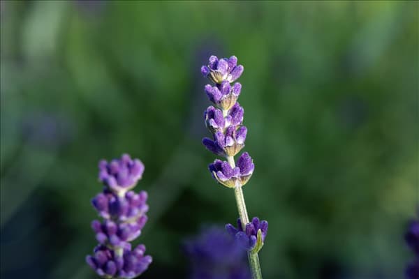 Lavandula angustifolia 'Blue Spirit'
