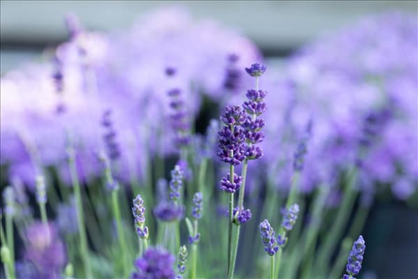 Lavandula angustifolia 'Blue Spirit'