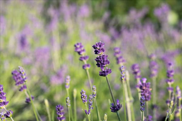 Lavandula angustifolia 'Blue Spirit'