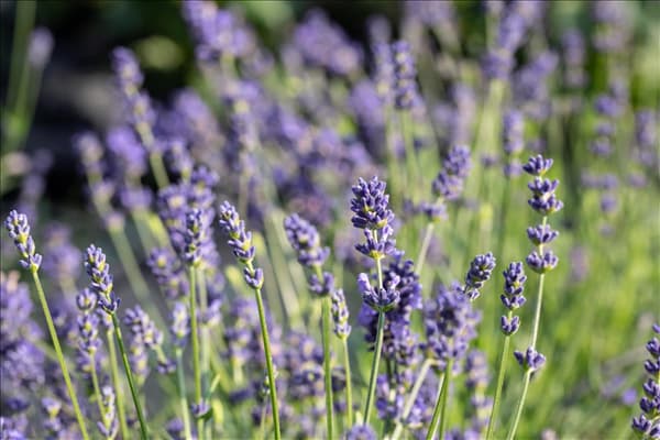 Lavandula angustifolia 'Blue Spirit'