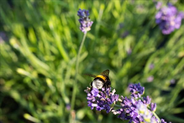 Lavandula angustifolia 'Blue Spirit'