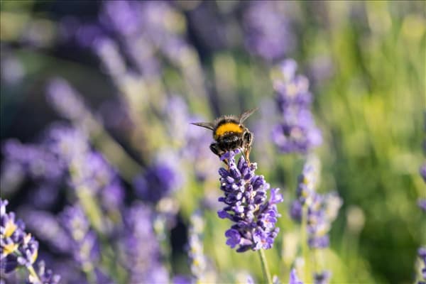 Lavandula angustifolia 'Blue Spirit'