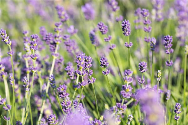 Lavandula angustifolia 'Blue Spirit'