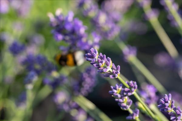 Lavandula angustifolia 'Blue Spirit'