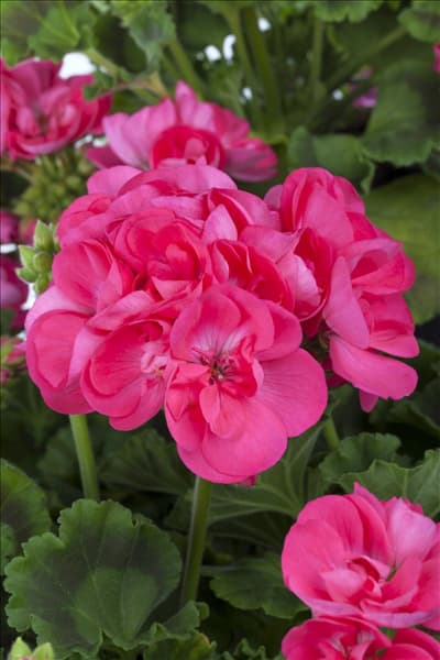 Pelargonium zonale