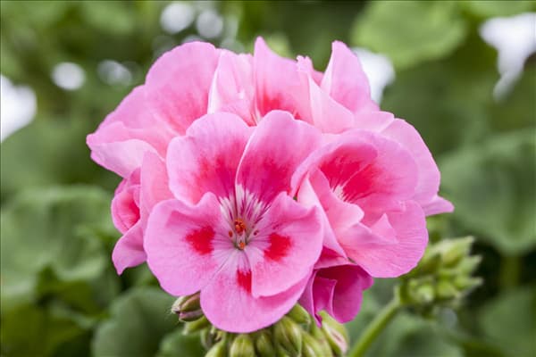 Pelargonium zonale