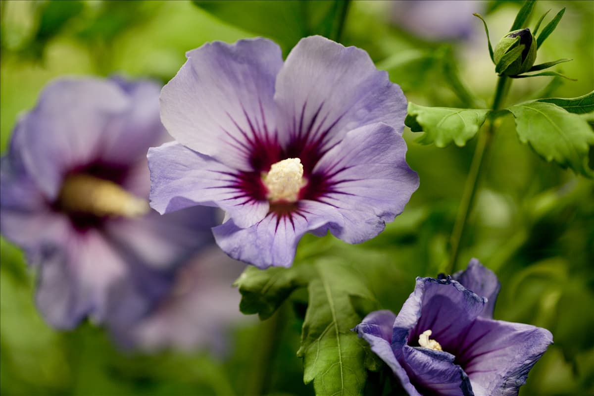 Hibiscus syriacus 'Marina'