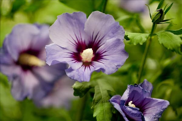 Hibiscus syriacus 'Marina'