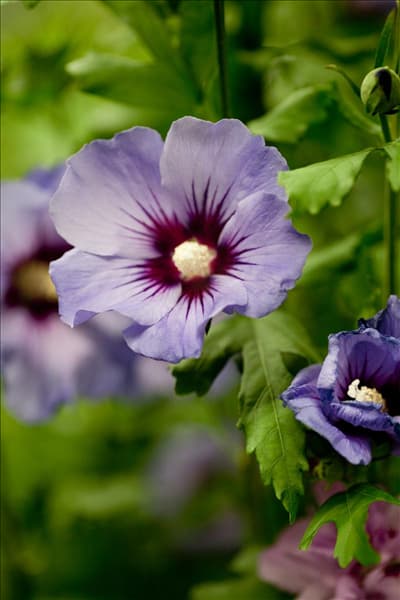 Hibiscus syriacus 'Marina'