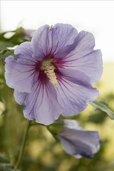 Hibiscus syriacus 'Marina'