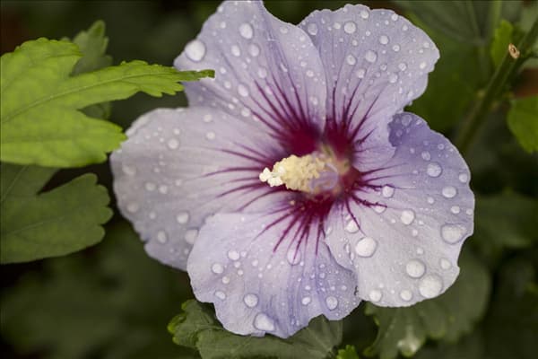 Hibiscus syriacus 'Marina'