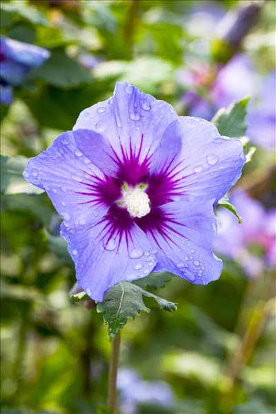 Hibiscus syriacus 'Marina'