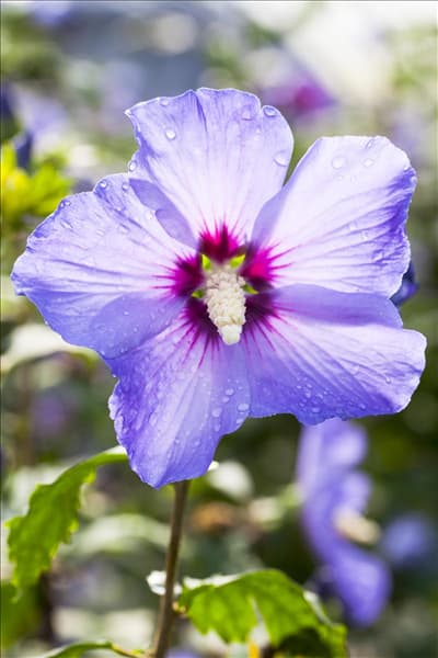 Hibiscus syriacus 'Marina'