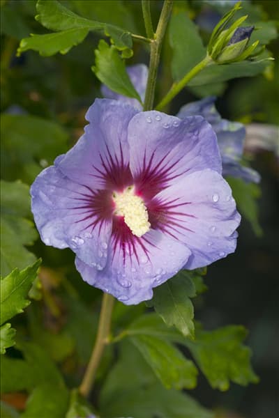 Hibiscus syriacus 'Marina'