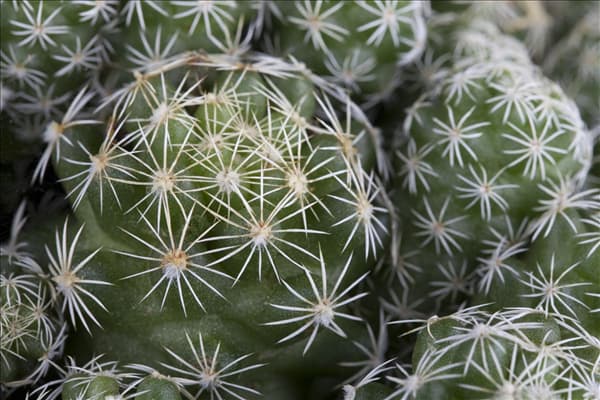 Cactus