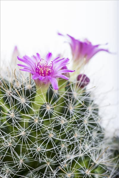 Mammillaria