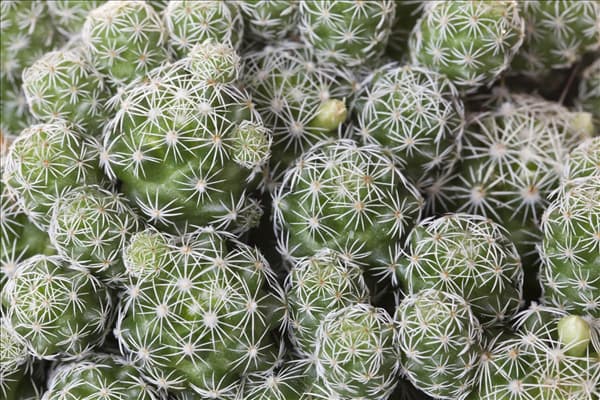 Cactus
