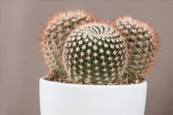Mammillaria