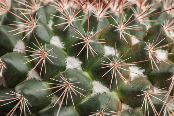 Mammillaria