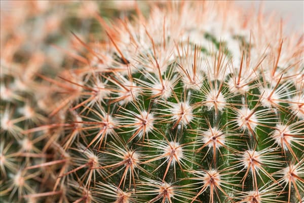 Mammillaria