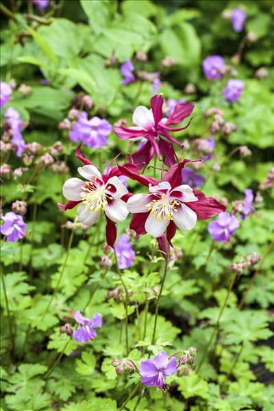 Aquilegia caerulea
