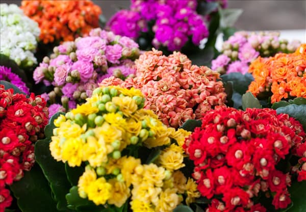 Kalanchoe blossfeldiana 'Rosalina'®