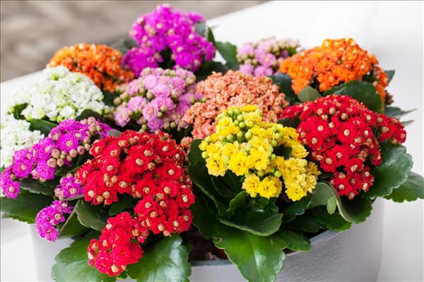 Kalanchoe blossfeldiana 'Rosalina'®