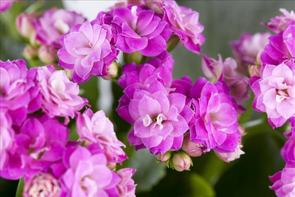 Kalanchoe blossfeldiana 'Rosalina'®