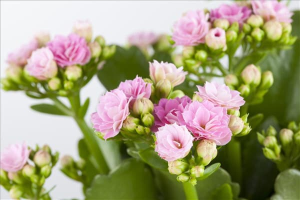 Kalanchoe blossfeldiana 'Rosalina'®