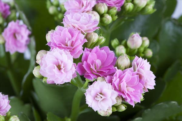 Kalanchoe blossfeldiana 'Rosalina'®