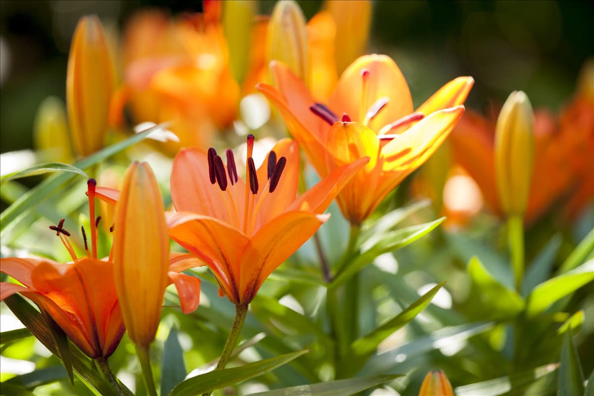 Lilium 'Tiny'
