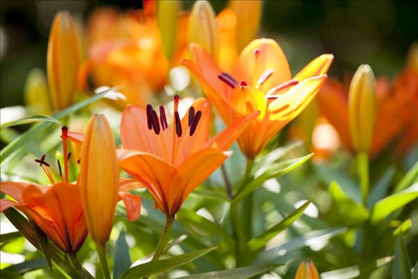 Lilium 'Tiny'